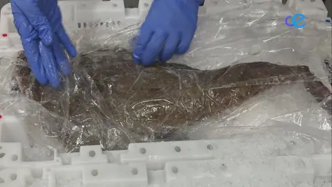 rape de marruecos aduana comercial primera importacion