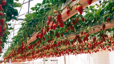 agricultura hidropónica