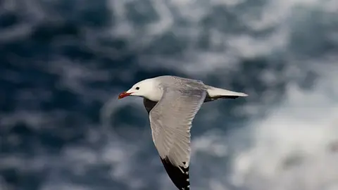 gaviota audouin