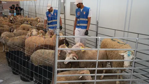 eid al adha mataderos