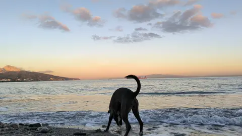 perro