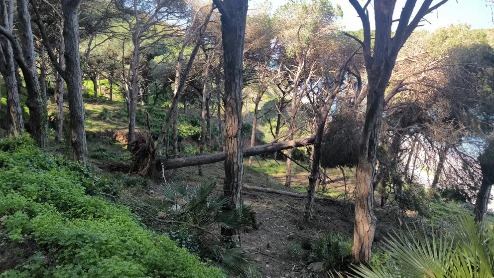temporal &aacute;rbol