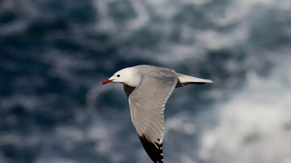 gaviota audouin