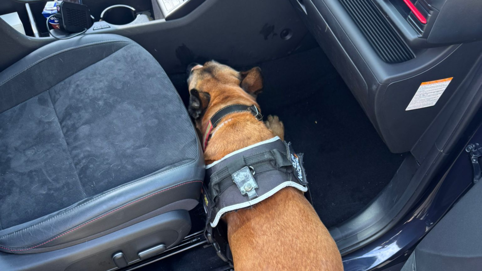 perro polic&iacute;a