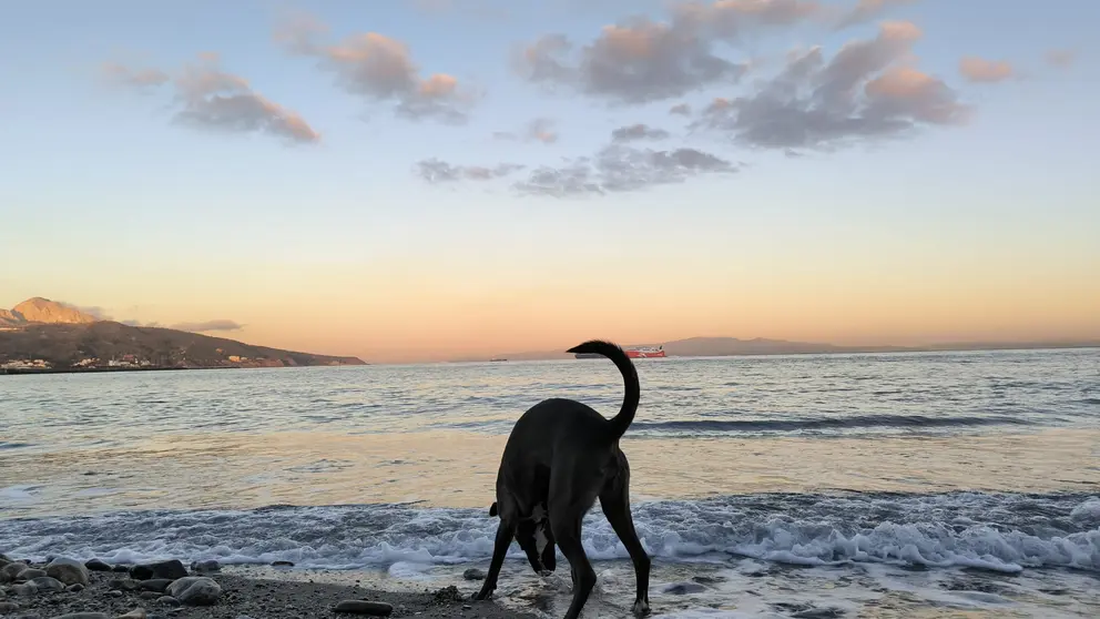 perro