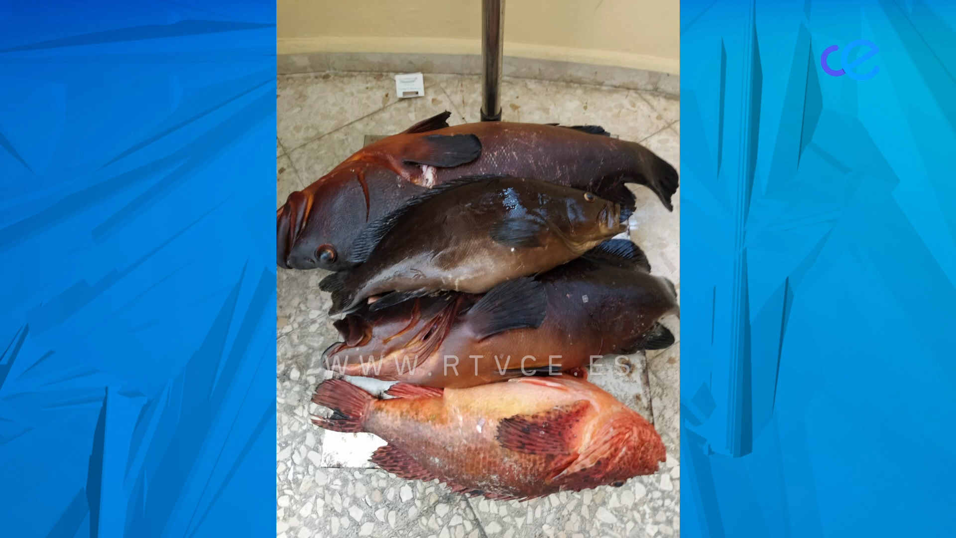 GC PESCADO