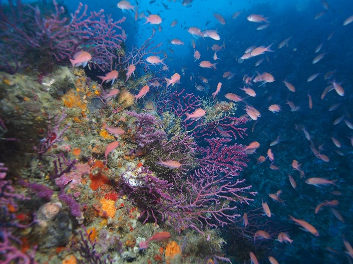 Paisaje del coralígeno