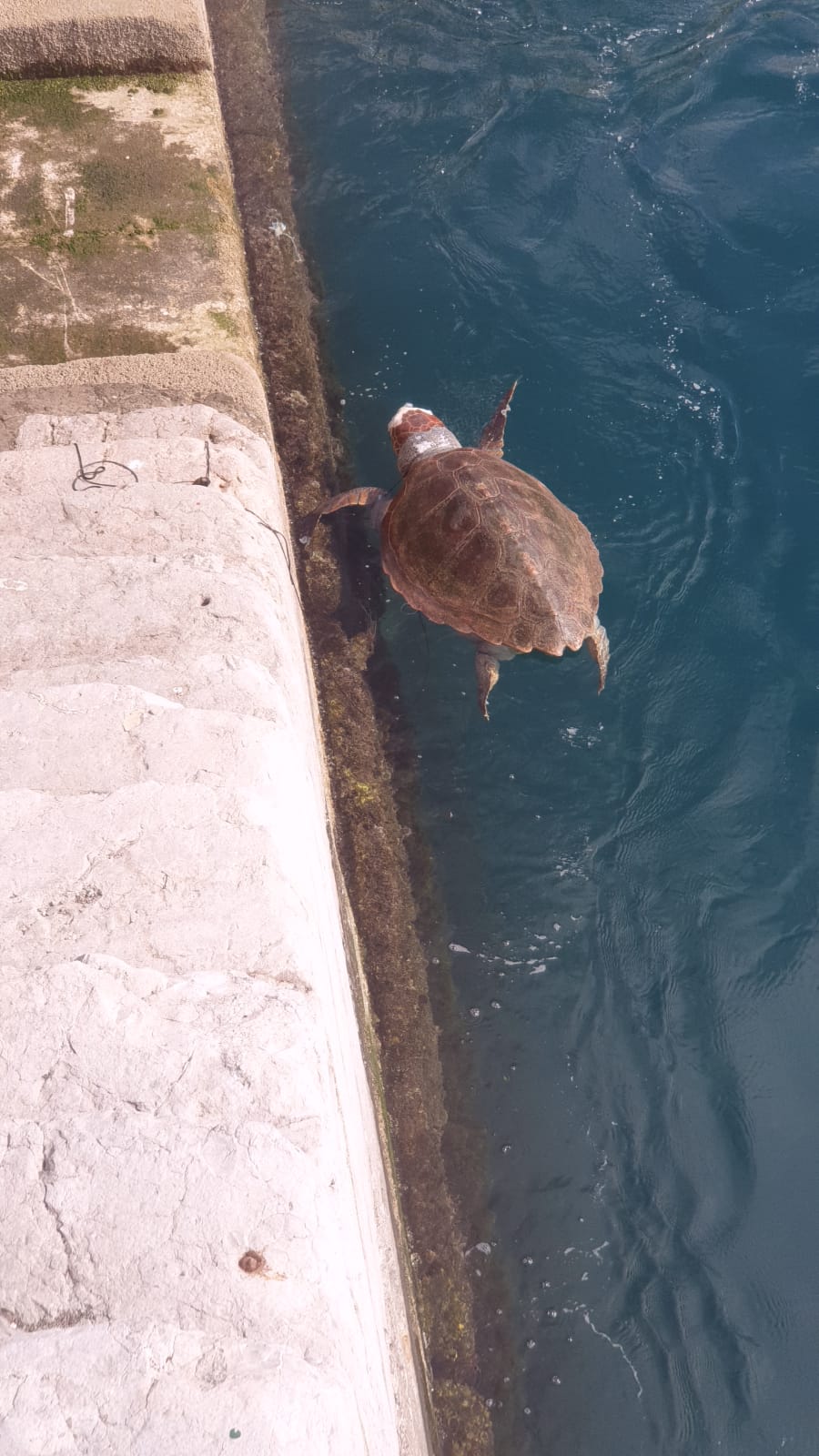 TORTUGA CECAM