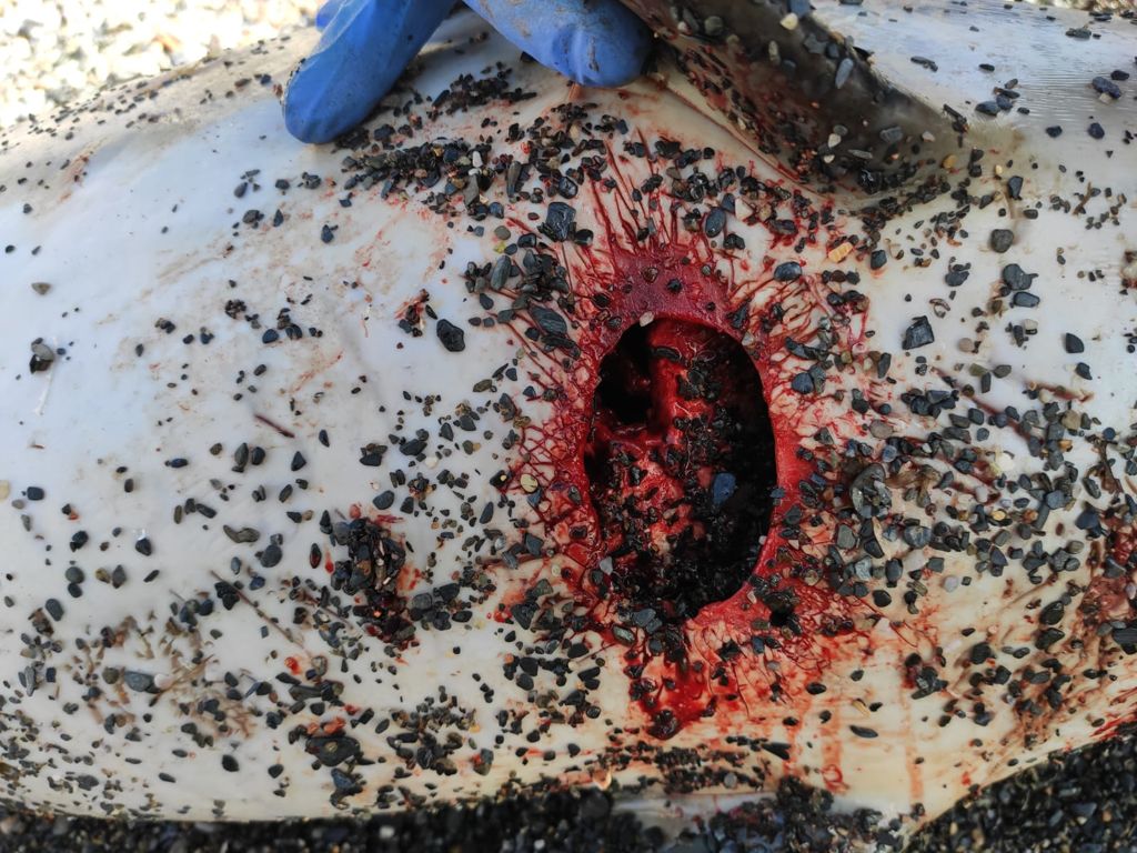 WhatsApp Image 2021-04-06 at 12.10.22 (1)