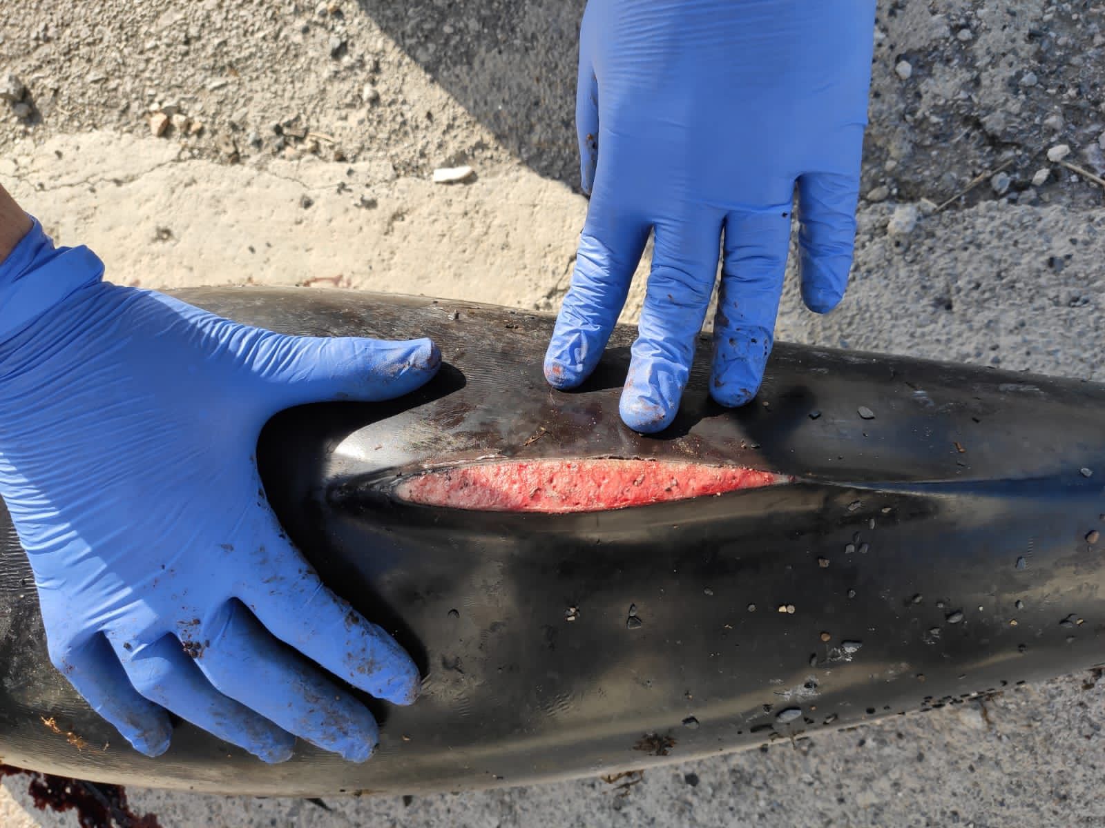 WhatsApp Image 2021-04-06 at 11.48.58 (1)