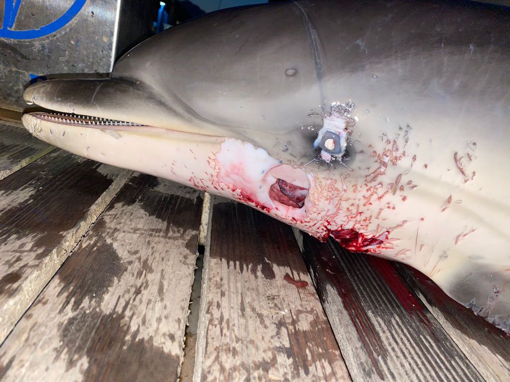 WhatsApp Image 2021-04-19 at 20.52.04 (1)