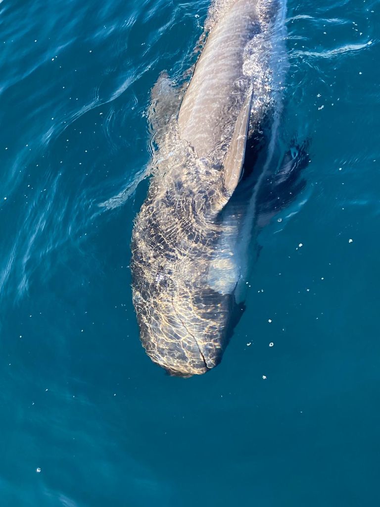 WhatsApp Image 2021-04-19 at 20.52.04