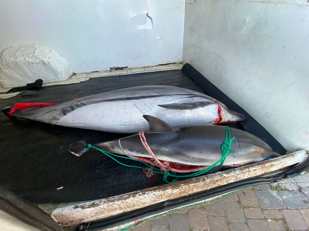 WhatsApp Image 2021-04-19 at 20.52.03 (6)