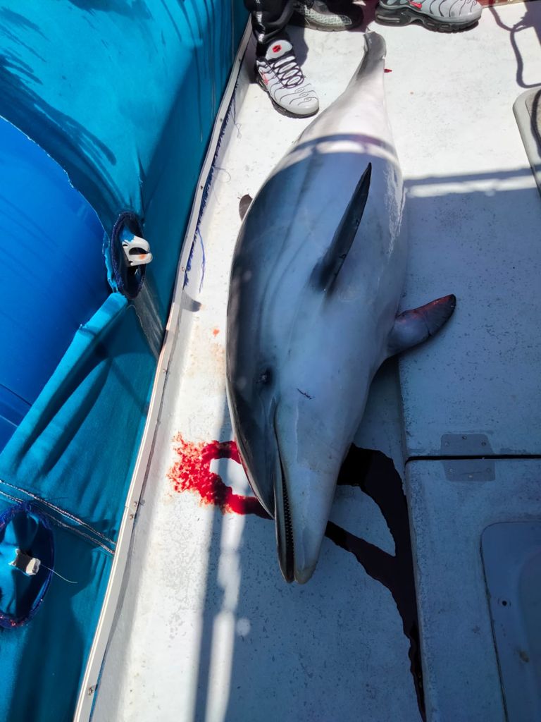 WhatsApp Image 2021-04-19 at 20.52.03 (3)