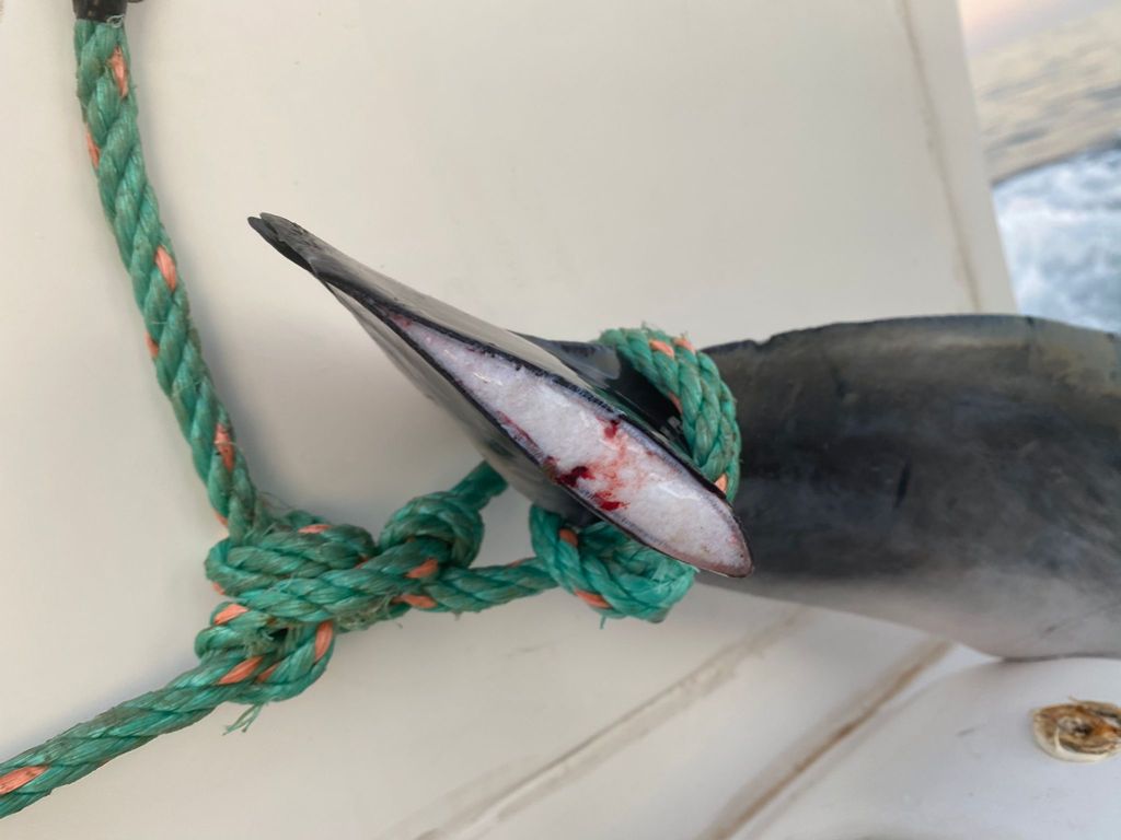 WhatsApp Image 2021-04-19 at 20.52.03 (1)