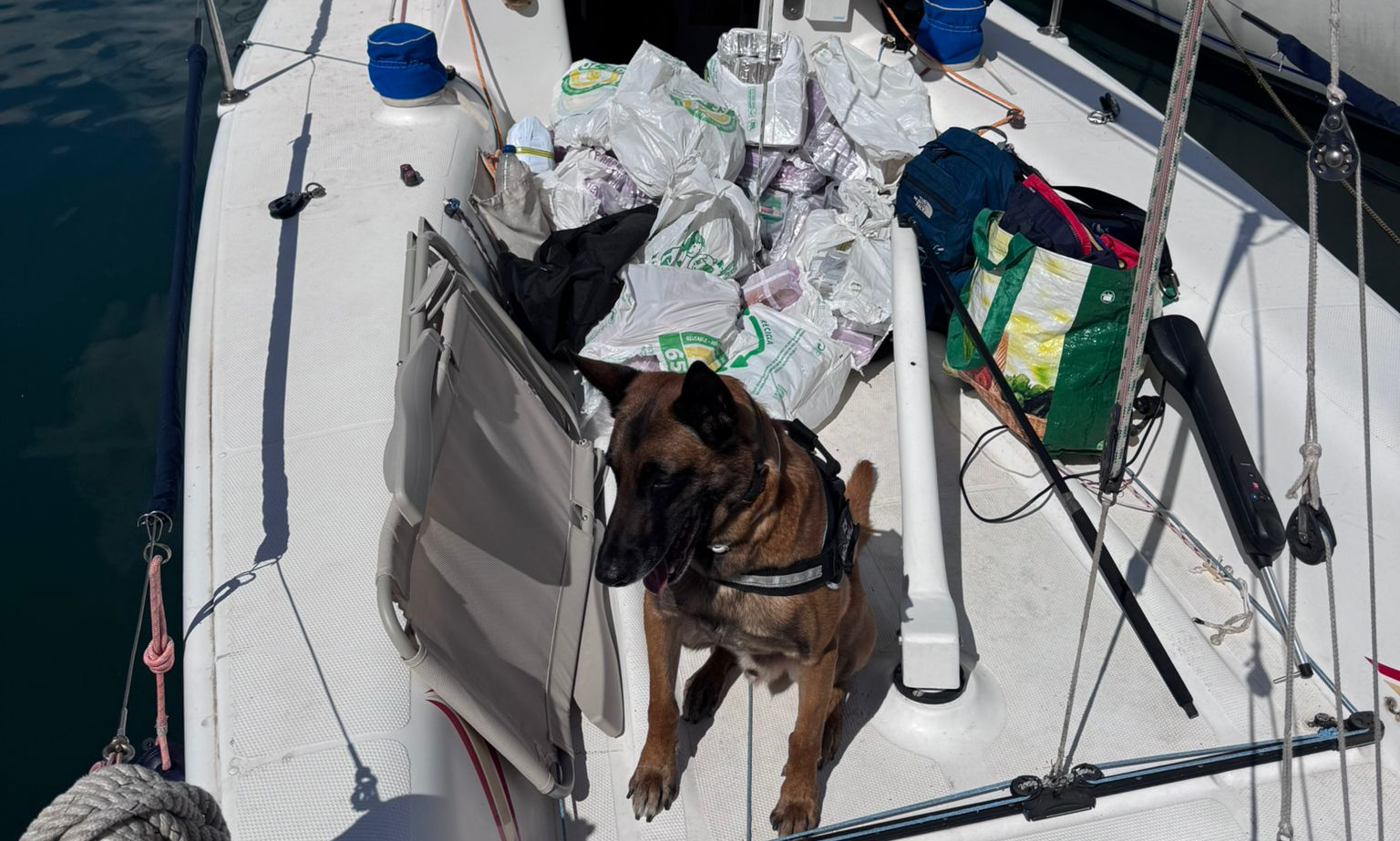 perro policía